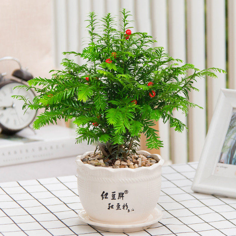 红豆杉旗舰店商品展示-品牌旗舰店铺大全