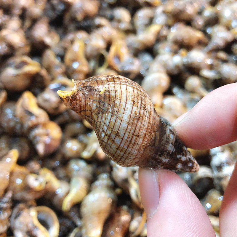 兰姐垃圾螺250g舟山野生贝类石浦海鲜东风螺花螺海猪螺贝贝螺水产