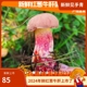 现货新鲜红葱牛肝菌500g白葱菌野生菌变色蘑菇黑黄云南新鲜见手青