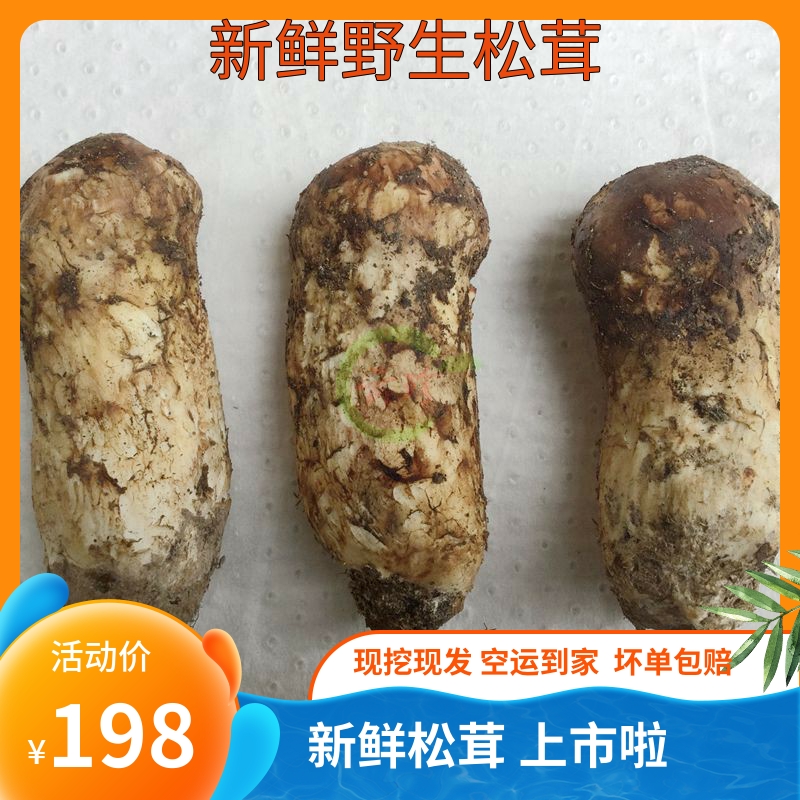 现货冰冻松茸500g云南香格里拉特