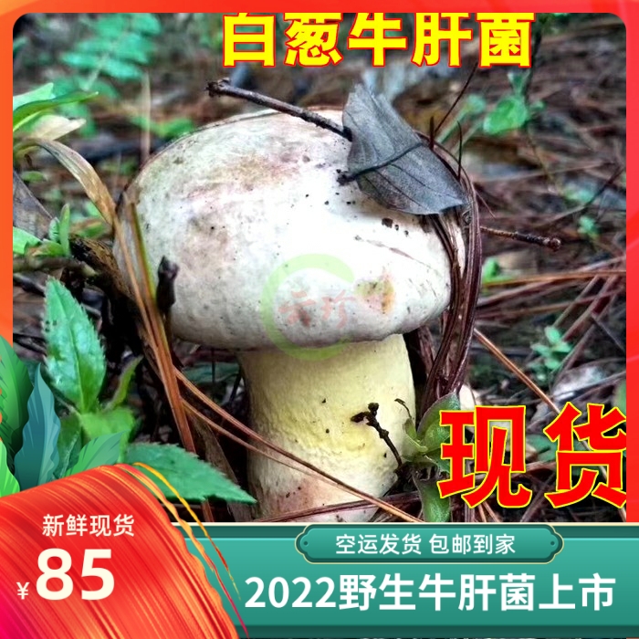 24年现货新鲜野生白葱牛肝菌500