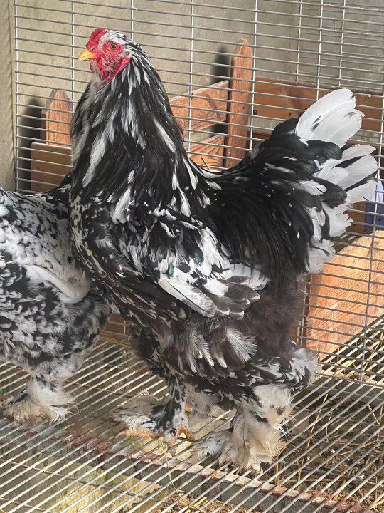 婆罗门鸡梵天鸡种蛋受精蛋可孵化观赏鸡宠物珍稀小鸡生态养殖散养