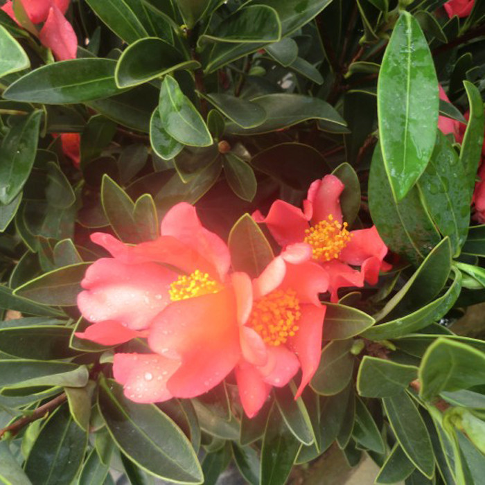 y h s j y l的优惠券大全—带花苞芳香四季红山茶盆栽茶梅球大型耐冬