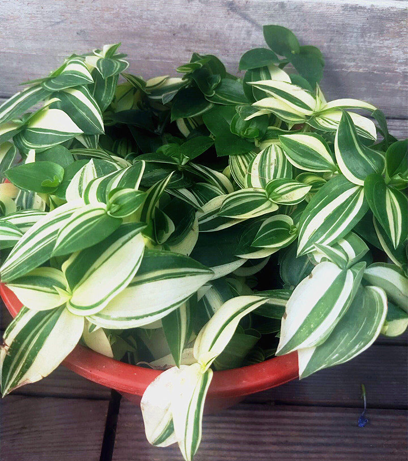 特价植物绿植掉兰_鸭舌吊兰盆栽 吊兰绿植 室内窗台阳台崔掉植物四季