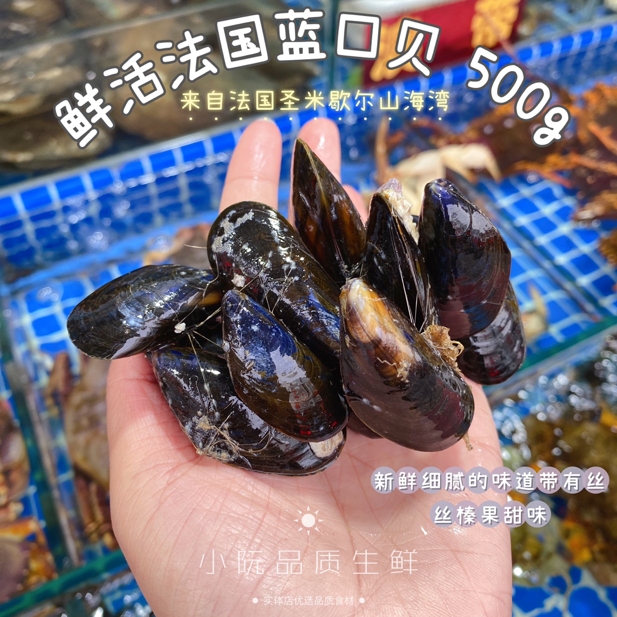 上海闪送进口鲜活法国蓝口贝28斤原包装贻贝新鲜水产海鲜顺丰