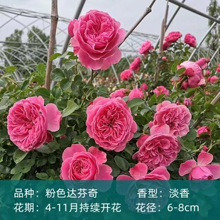 四季开花爬藤蔷薇花苗重瓣母本大苗藤本月季特大花攀援植物盆栽