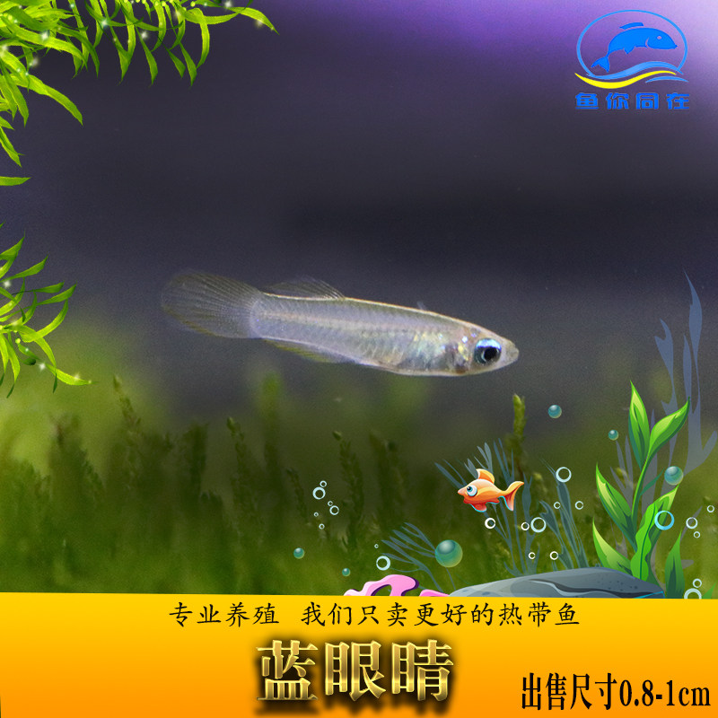 蓝眼睛鱼女王蓝眼灯草缸蓝眼灯鳉灯科热带淡水观赏活体群游