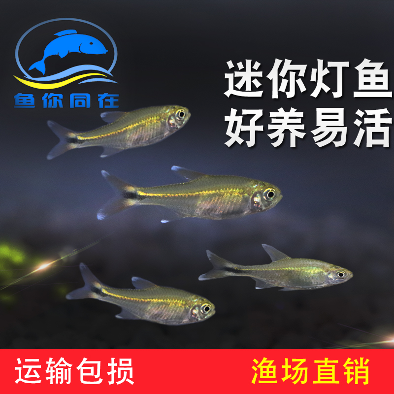 迷你灯鱼银尖灯科鱼热带观赏鱼活体群游草缸混养鱼小型鱼包活