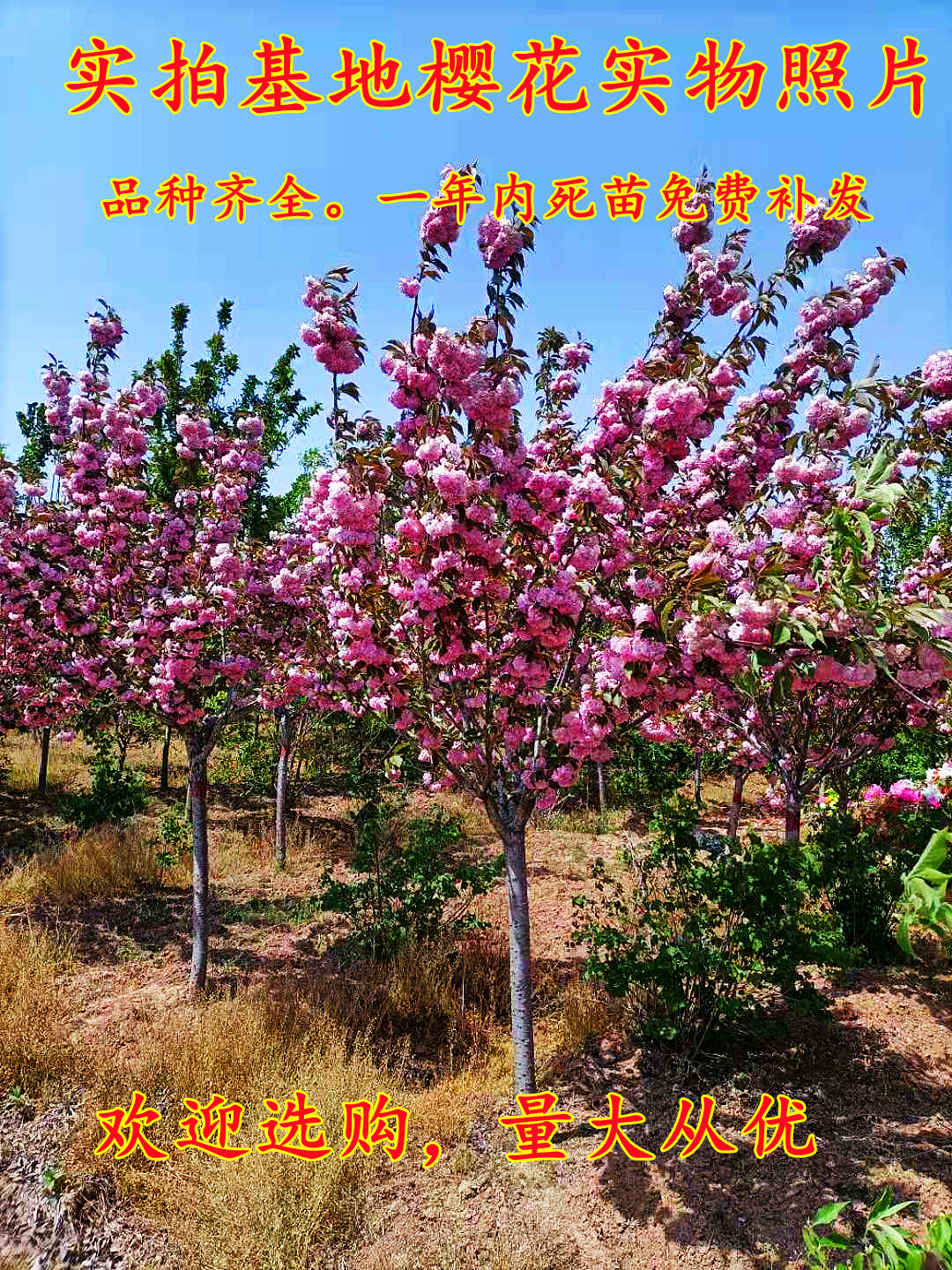 樱花树苗(樱花树苗一般多少钱一棵)