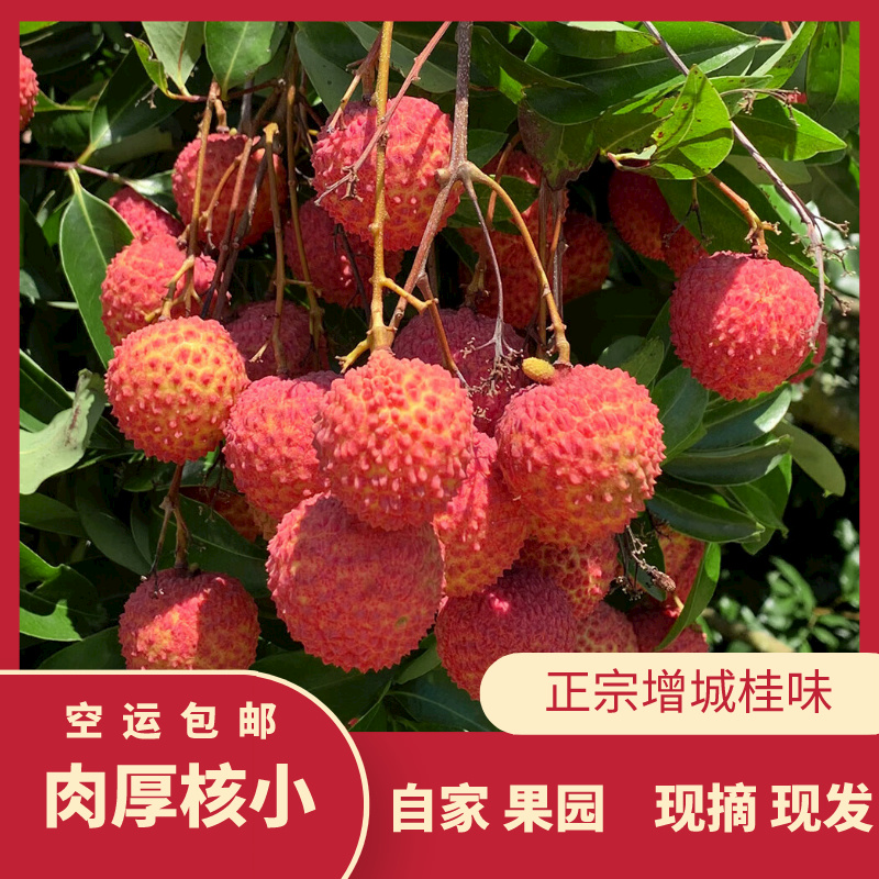 广东增城桂味荔枝5斤新鲜水果当季整
