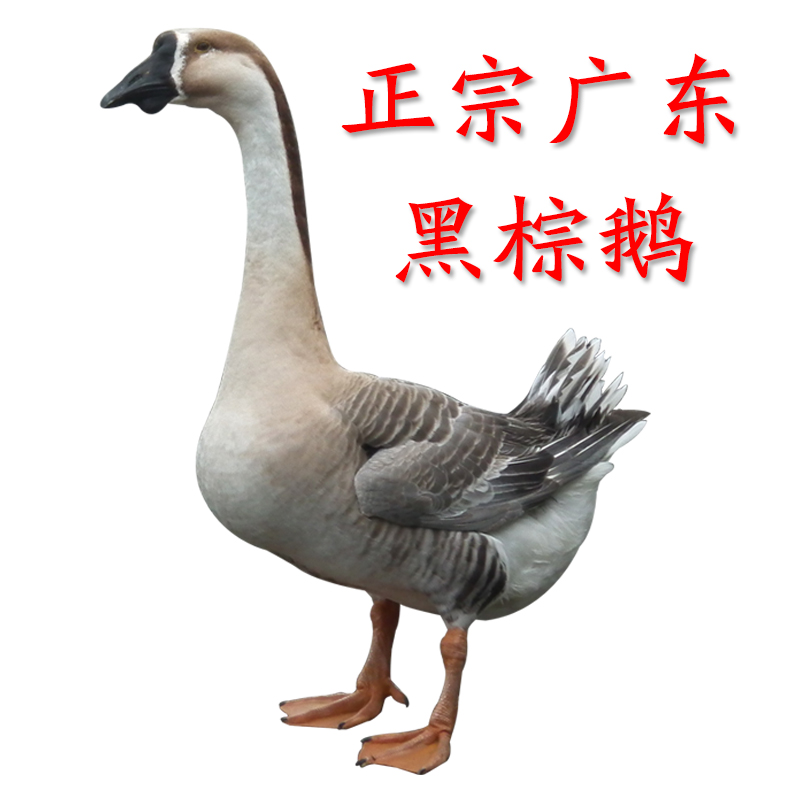 山水河散养黑棕鹅 新鲜大鹅老鹅农家土鹅整只烧鹅肉6-7斤新鲜鹅肉