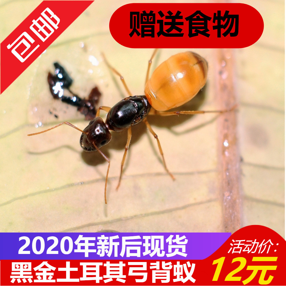 小莫蚁馆 黑金土耳其弓背蚁 费氏 2020年新后 宠物蚂蚁 小型活体|ruв категории животное/Животное питание и принадлежностей, рептилии/насекомых и принадлежностей, муравей - от Buy2taobao.com для оказания профессиональной услуги покупки агента Taobao