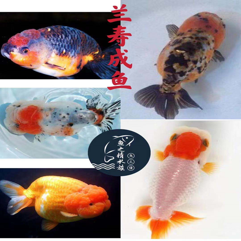 玉兔兰寿