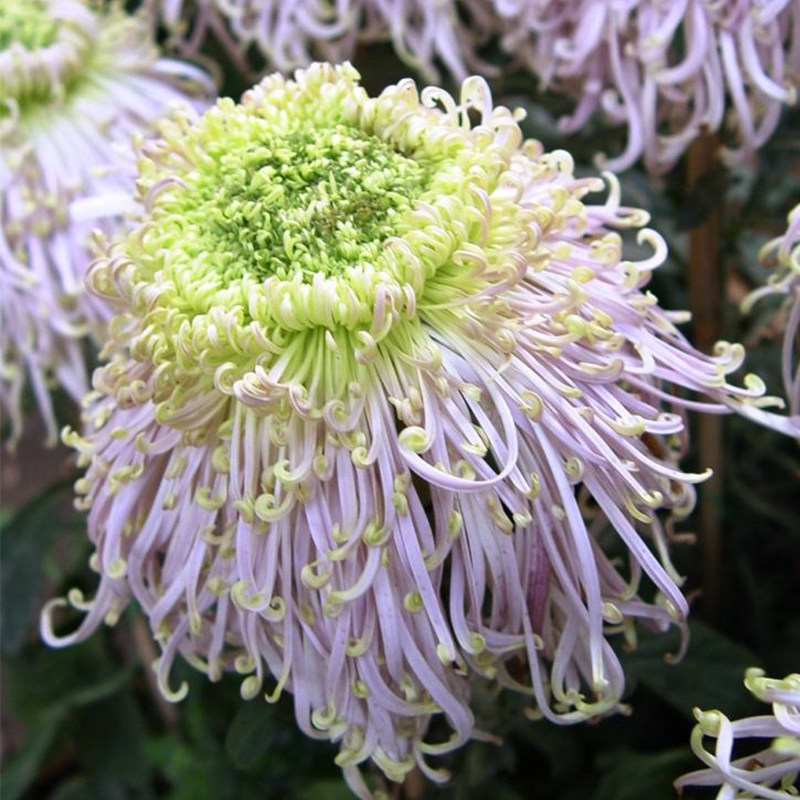 东篱园艺菊花秋菊碧玉勾盘室内外阳台盆栽地栽花卉耐热耐寒穴盘苗