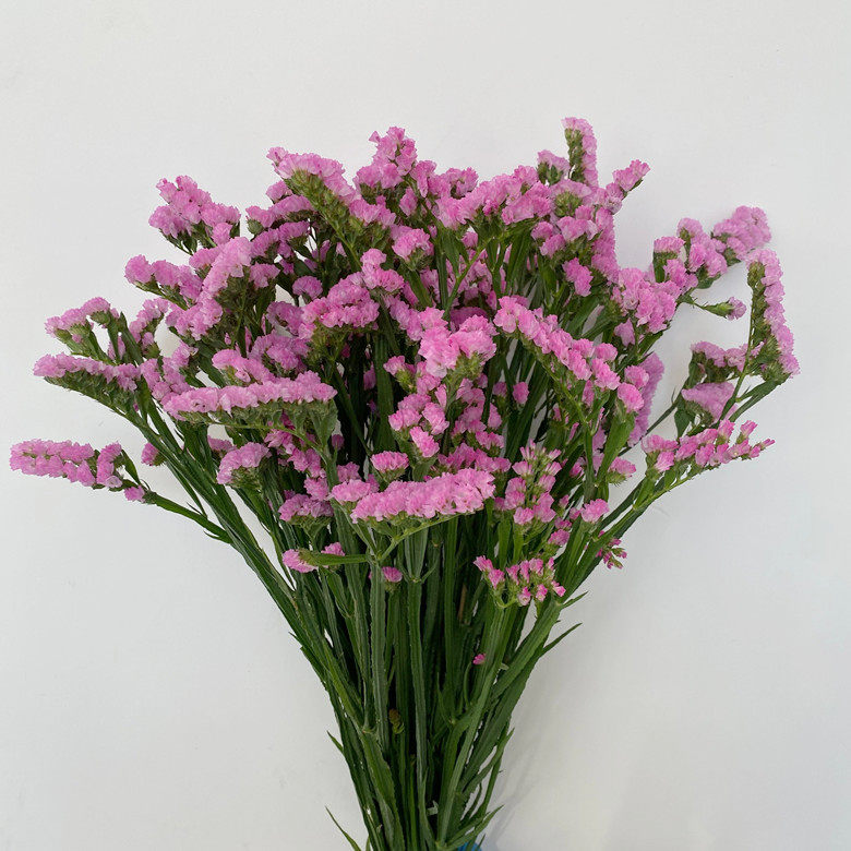 多色勿忘我鲜花花期长可做干花家用diy瓶插花北京直批送货上门