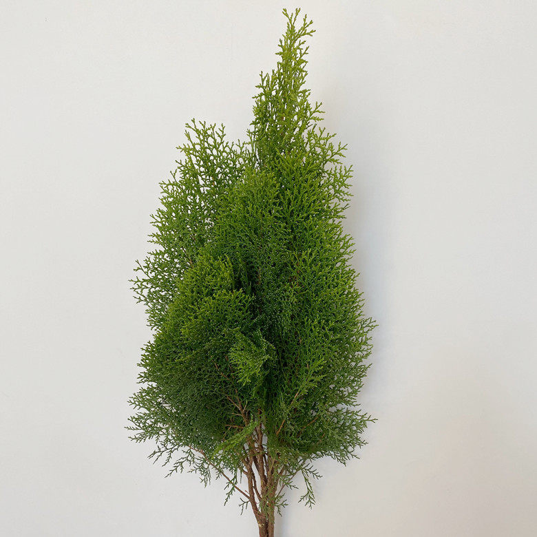 绿植松柏枝另类插花 侧柏松 绿森家居摆放观赏松 长青松 同城速递