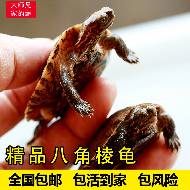 野生八角龟价钱图片