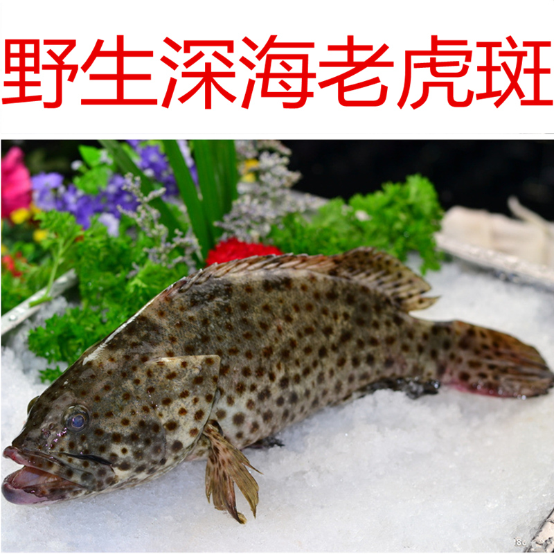 野生老虎斑石斑鱼海鲜现捕活发新鲜石斑鱼青石斑深海