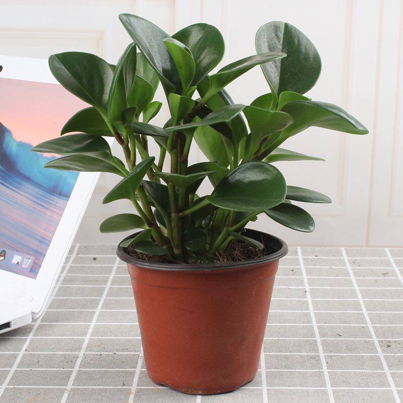 豆瓣绿盆栽吸烟鬼盆栽进化空气四季青叶盆栽水培盆栽小家碧玉盆栽