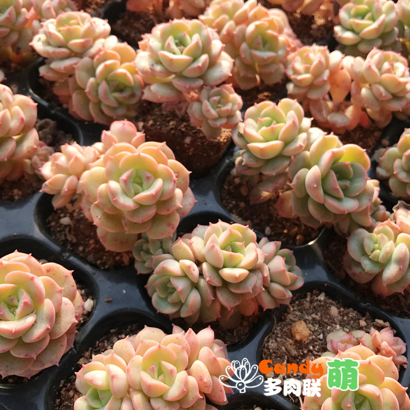 糖果奶酪多肉新款超萌可爱老桩一物一拍糖果美人多肉植物