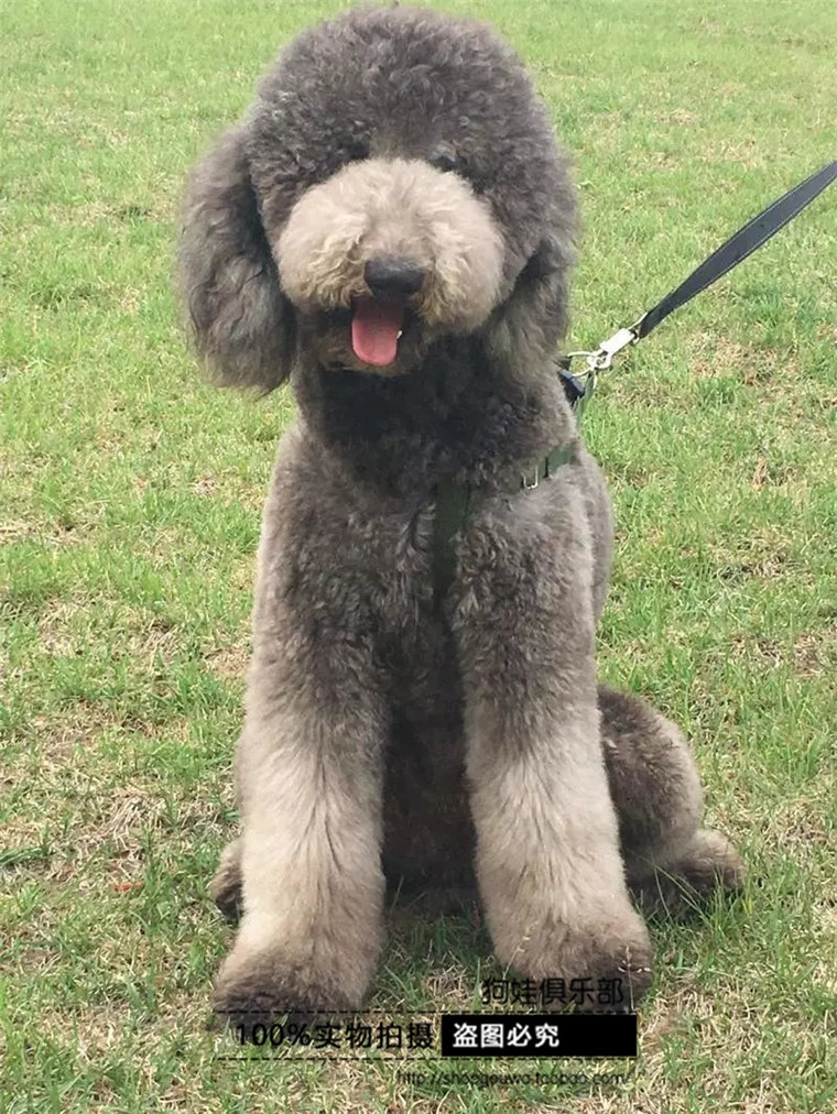 一折宠物狗活体 泰迪_巨贵犬活体家养大型贵宾犬棕色泰迪狗白色灰色