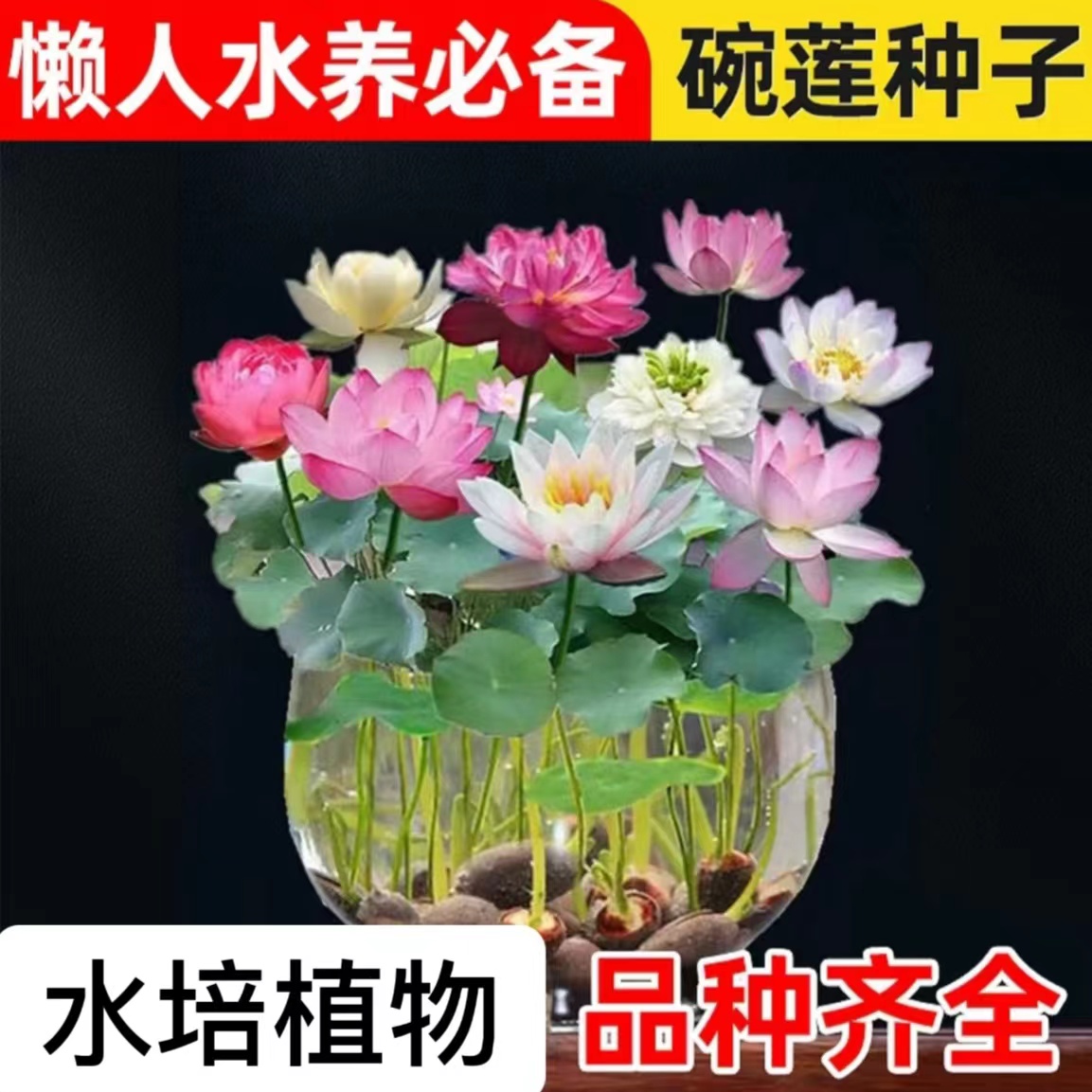 【无土水培 四季开花】碗莲水培植物花卉室内花种子籽好养四季开