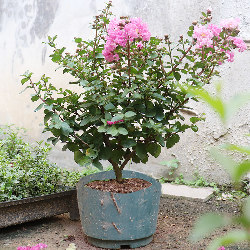 紫薇花盆栽四季好养花卉老桩植物室内阳台庭院绿植百日红树苗耐热