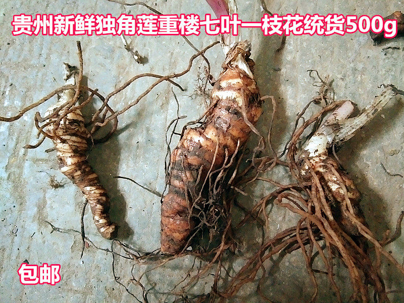贵州新鲜粉重楼500g 带芽独角莲七叶一枝花草河车蚤休七叶莲 包邮