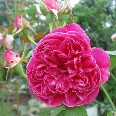 紫燕飞舞/四面镜/藤本月季/庭院玫瑰/中国古老月季