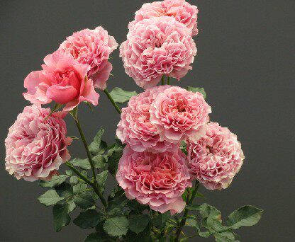 新品日本月季花苗惑星/星斗 (letoile)月季苗花多丰花浓香