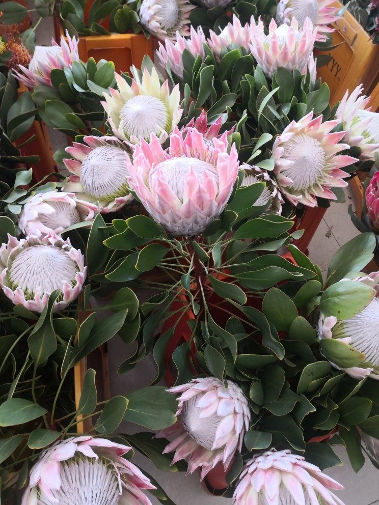 云南十大名花～粉帝王花一件代发