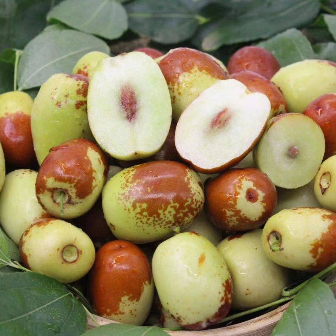 云南小金丝蜜枣 当季新鲜水果新鲜3斤枣甜枣子现摘现摘包邮