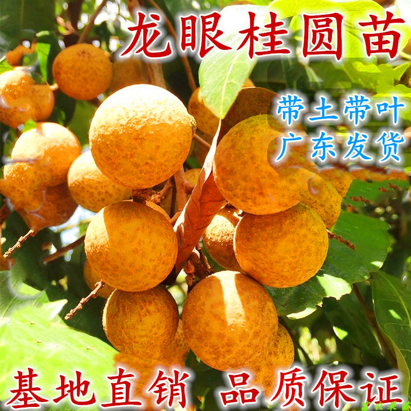 正宗嫁接龙眼苗树石硖储良四季无核龙眼苗南方种植当年结果桂圆苗