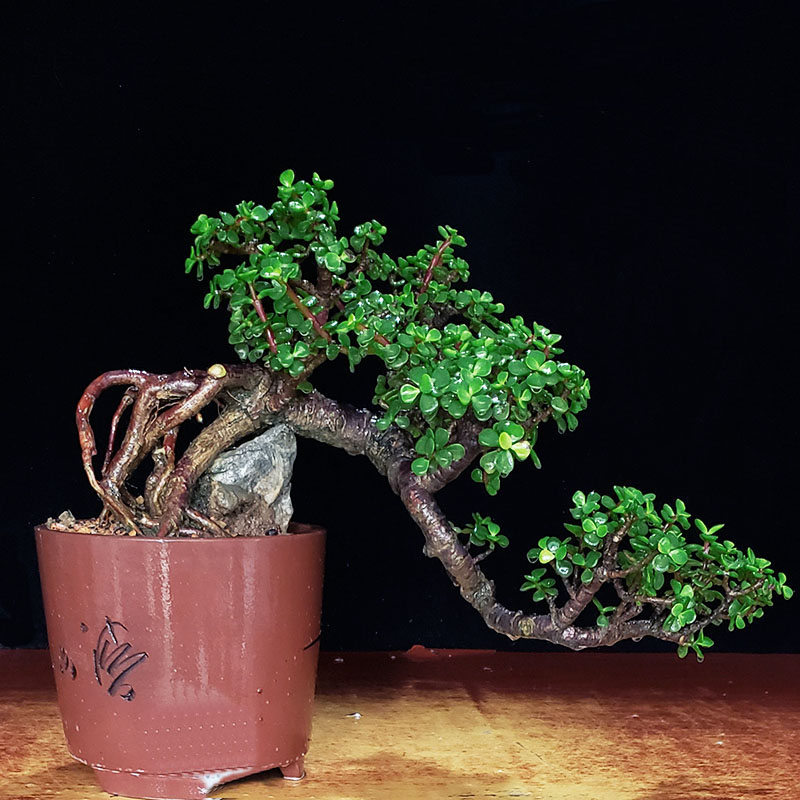 金枝玉叶盆栽悬崖式造型老桩多肉植物马齿苋办公桌绿植花卉四季青