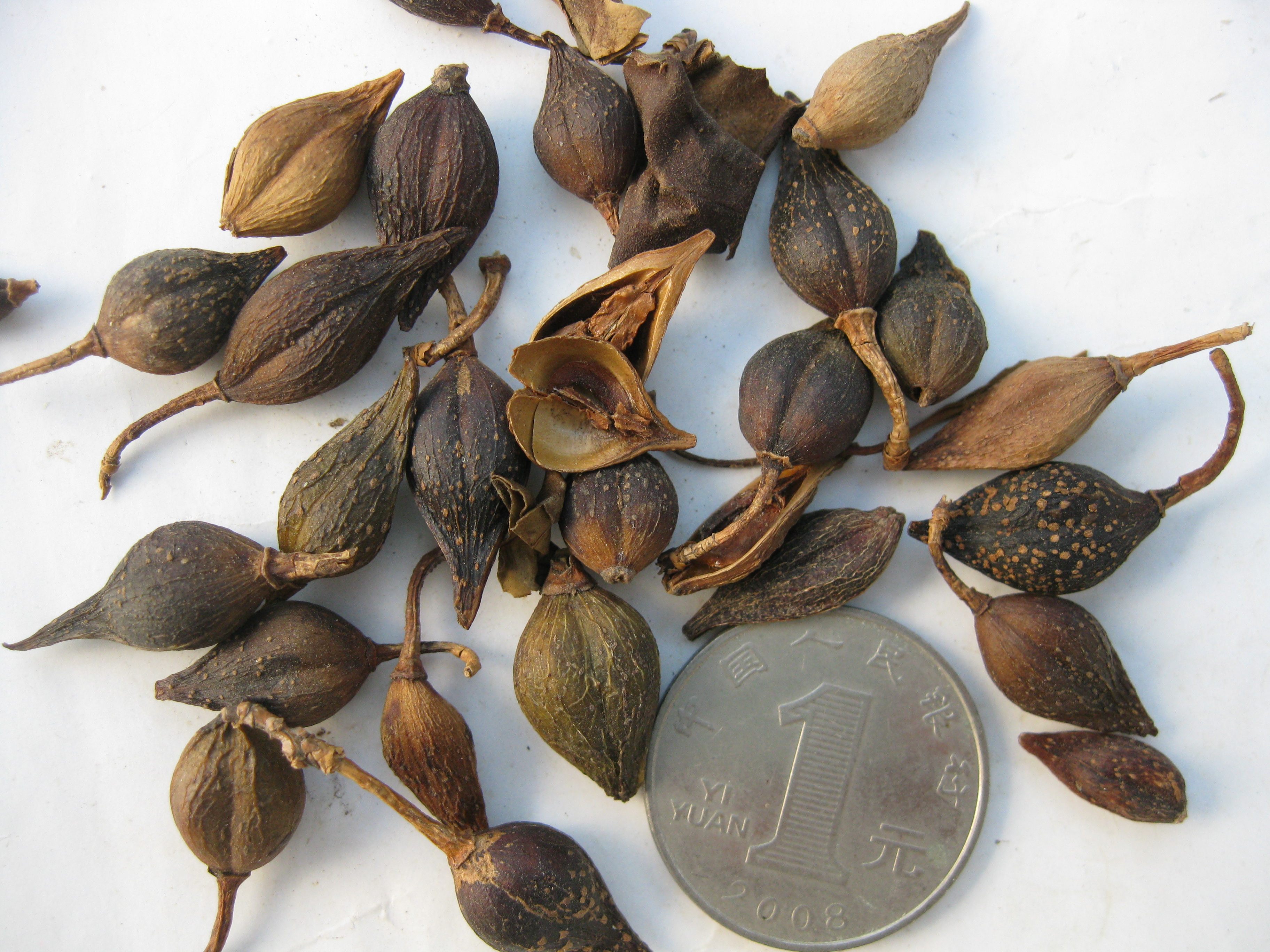 连翘500克中药材黄花杆黄奇丹青翘落翘旱连子大翘子黄寿丹 可打粉