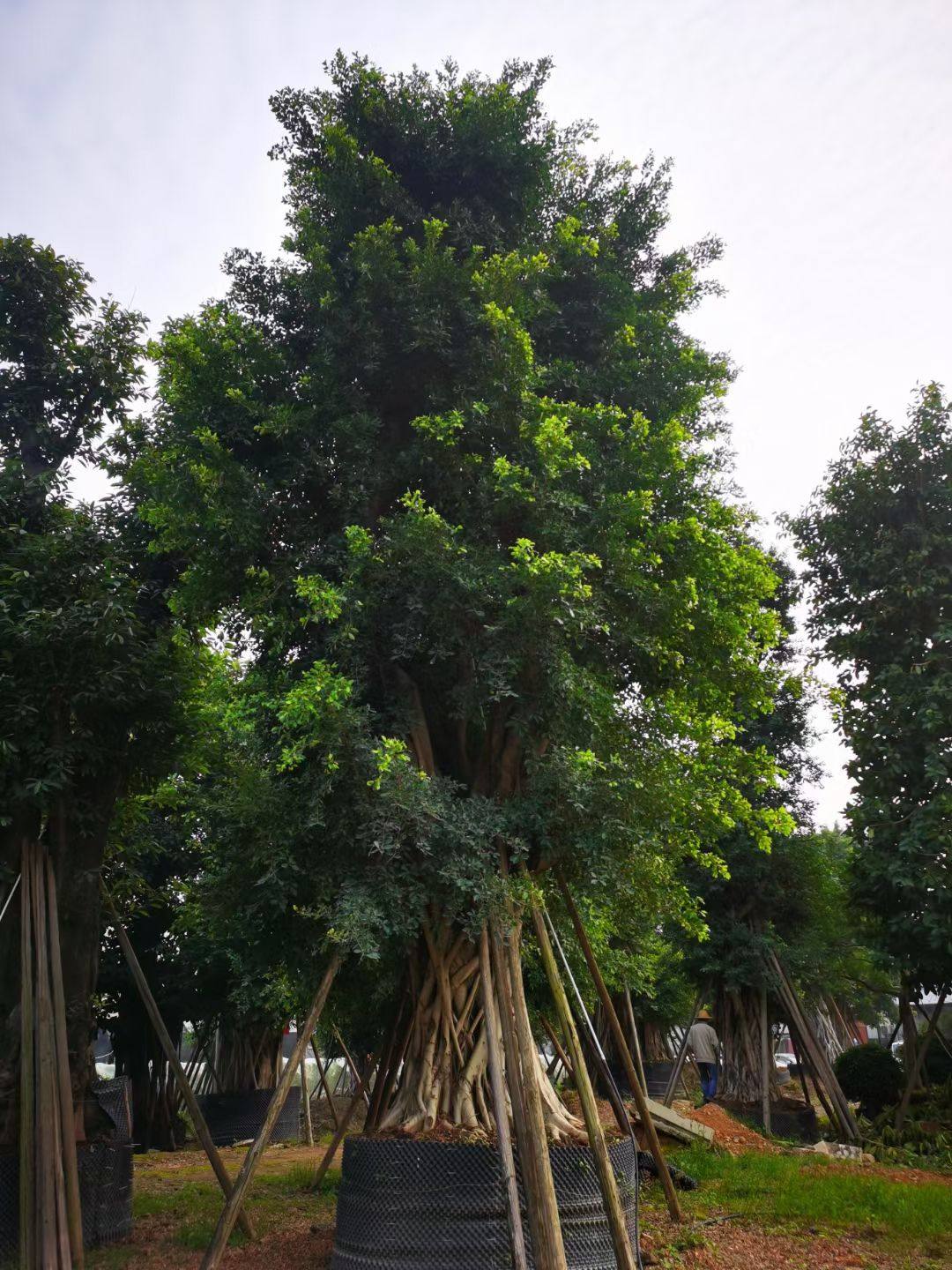 有着美化药用和保健三重功效榕树又名小叶榕正榕细叶榕半天吊等,终年