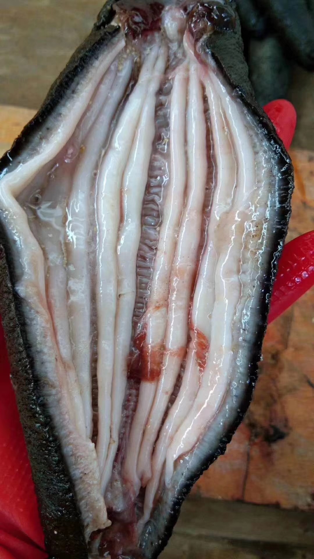 湛江原生态天然新鲜活海参黑乌参硇洲岛乌沙参纯淡干海味刺参500g