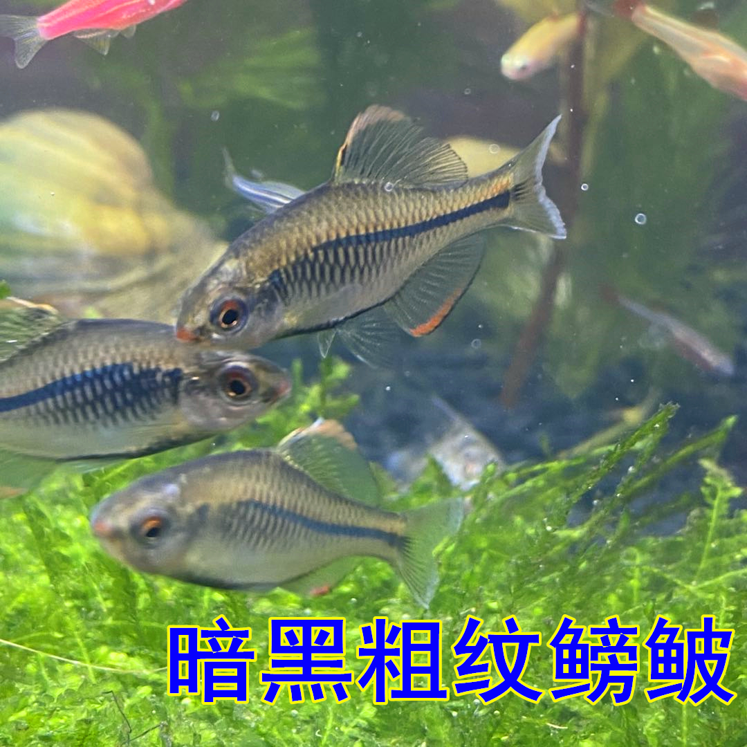 济南鳑鲏暗黑粗纹鳑鲏方式淡水冷水原生鳑鲏观赏鱼好养易活包邮