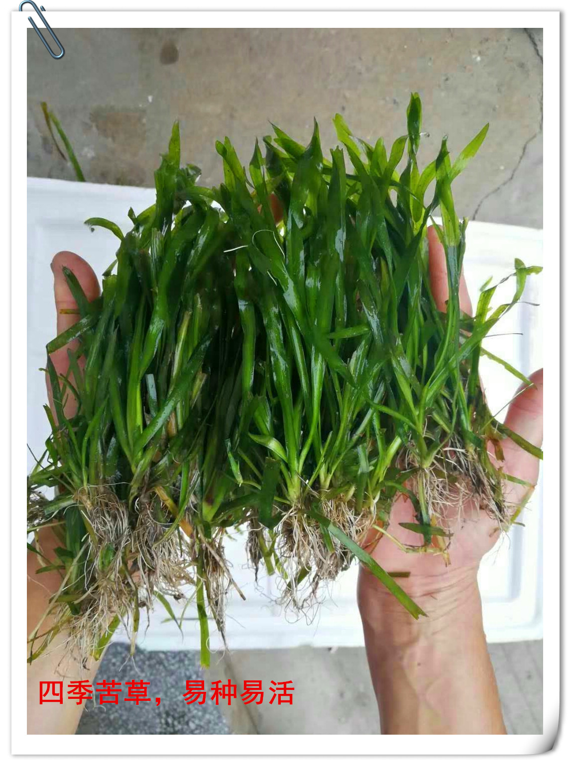 一折水草种子 四季