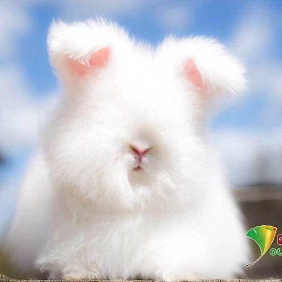 巨型安哥拉兔长毛兔宠物兔活体网红兔活物纯种盖脸猫猫兔大型兔子