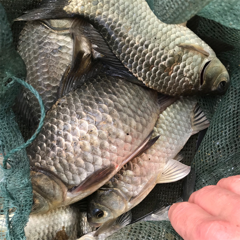 长江之流野生大鲫鱼4两以上新鲜活淡水河鱼现杀老年孕妇可发活体