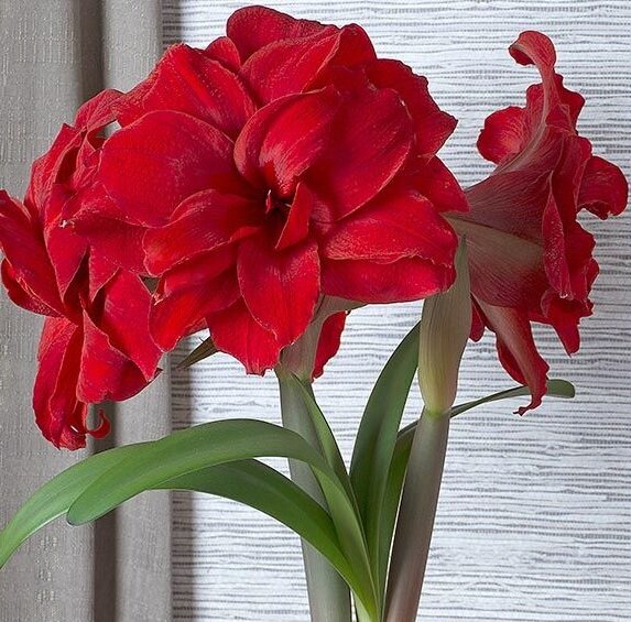 [现货]荷兰朱顶红 阿玛蓝迪/安陌 酒红色大花[小北花园]