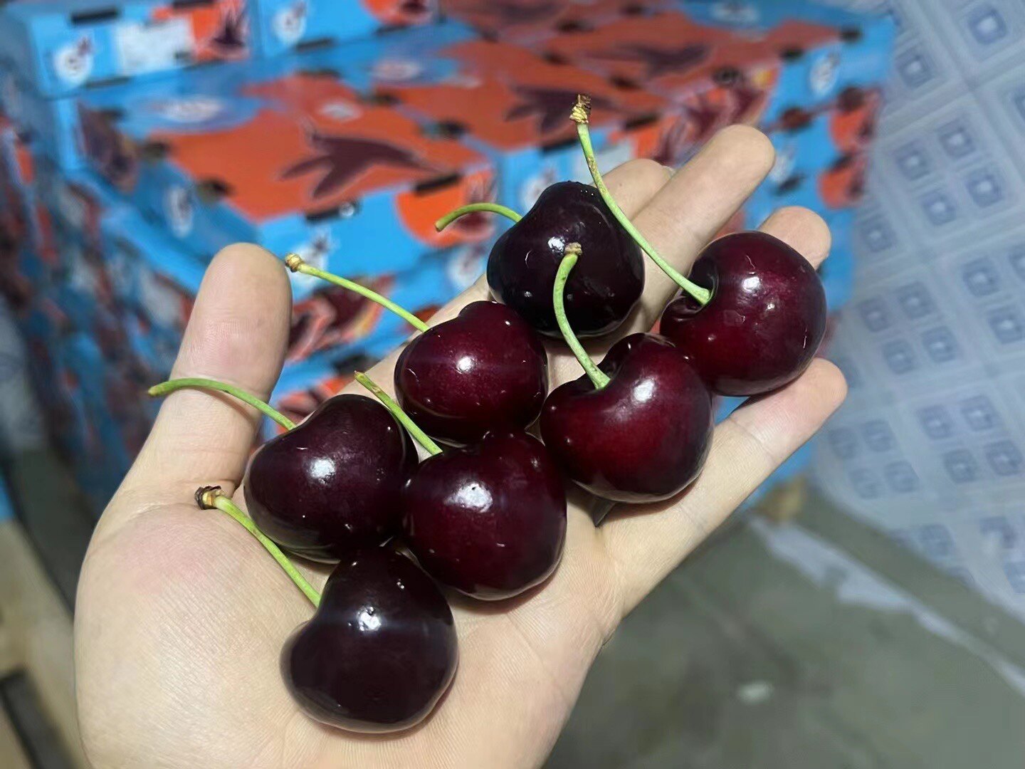 智利车厘子regina bing5斤原箱大果jj3j4j新鲜甜绿枝脆甜好吃