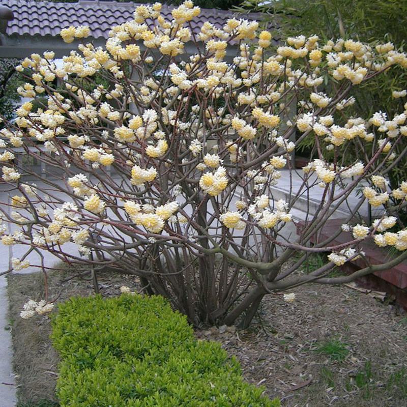 浓香带花大型丛生结香树庭院地栽风景植物耐寒金腰袋打结花梦冬
