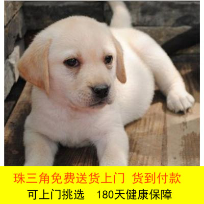 Little seven Labrador Police dog series Rab Lhatog Dogs Select Immunity Thoroughbred Healthyin the Pet/Pet food and supplies , Dogs  category - from Buy2taobao.com to provide professional Taobao agent buy service