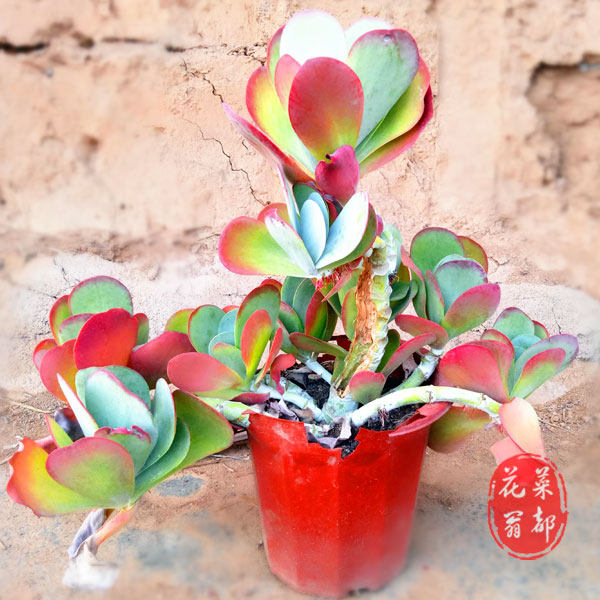 多肉植物 唐印 老桩超大棵 一物一拍