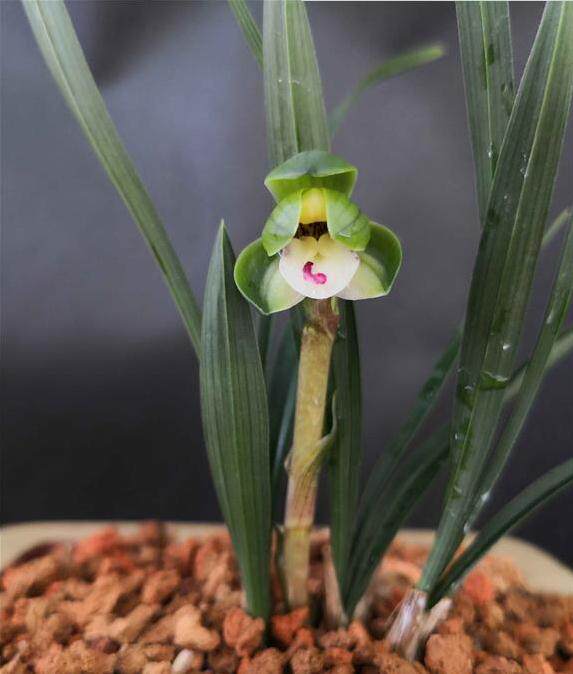 【冯达锋国兰】样品兰花苗春兰;翠盖荷蝶