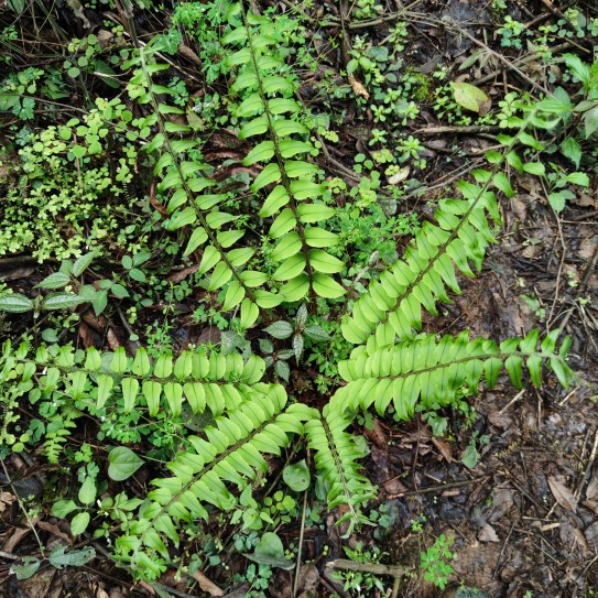 贵州深山现挖新鲜贯众 贯节 贯渠 绵马鳞毛蕨中草药全草发货
