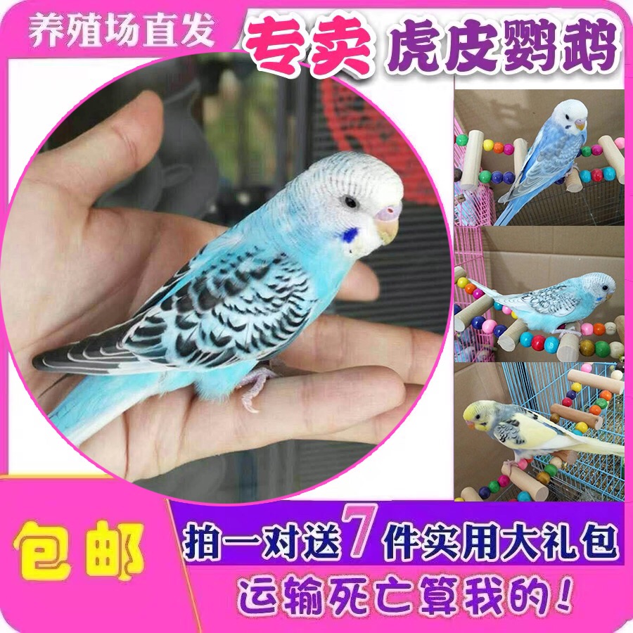 鸟活体鹦鹉活宠物鸟体虎皮黄化情侣鹦鹉棕头云斑鹦鹉鸟粮玄凤活体|ruв категории животное/Животное питание и принадлежностей, птиц и принадлежностей, птица - от Buy2taobao.com для оказания профессиональной услуги покупки агента Taobao