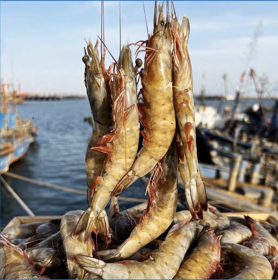 【大号】连云港大对虾鲜活活虾青虾明虾大海虾海鲜新鲜海捕